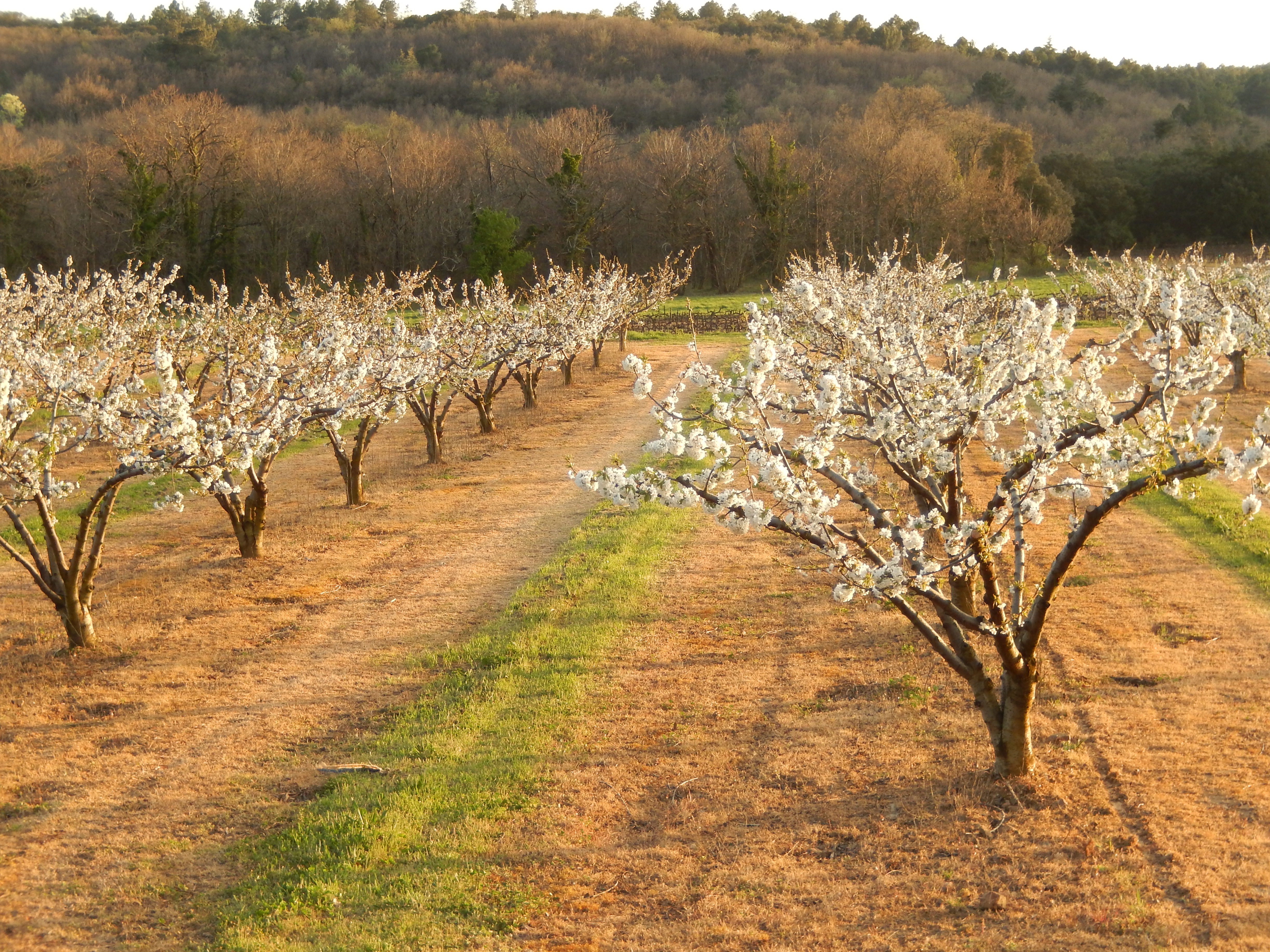 amandiers en fleurs